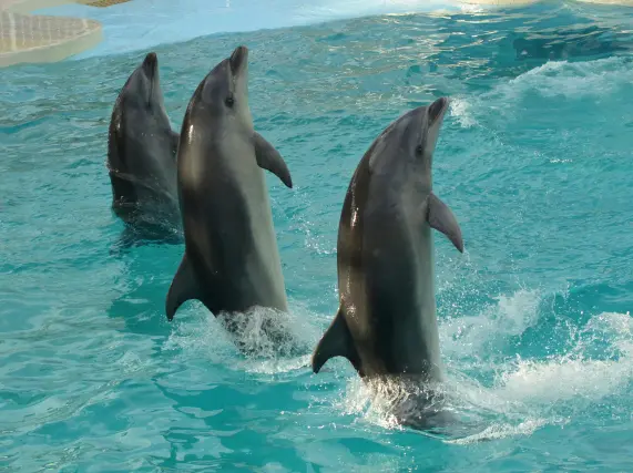 『京都水族館』大人2名分のチケット付プラン