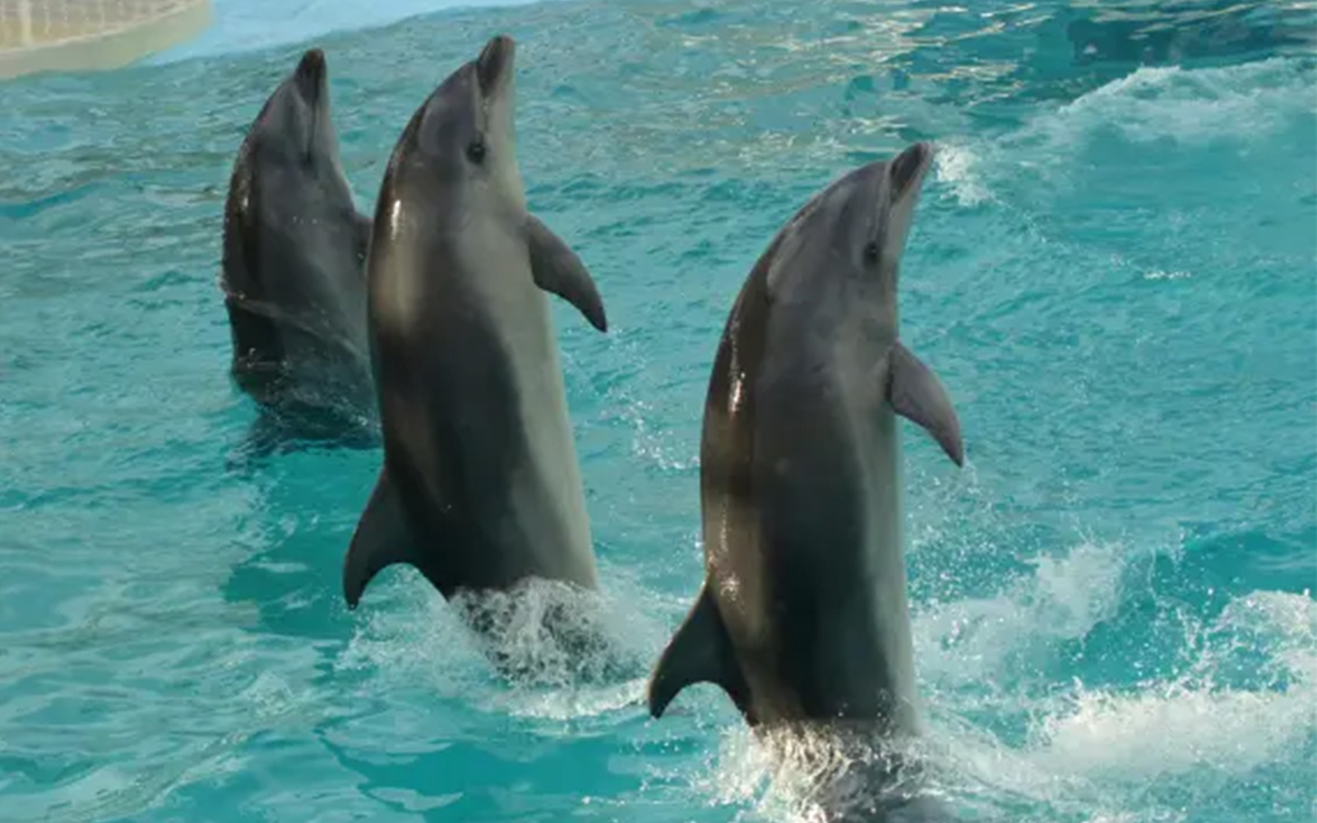 『京都水族館』大人2名分のチケット付プラン