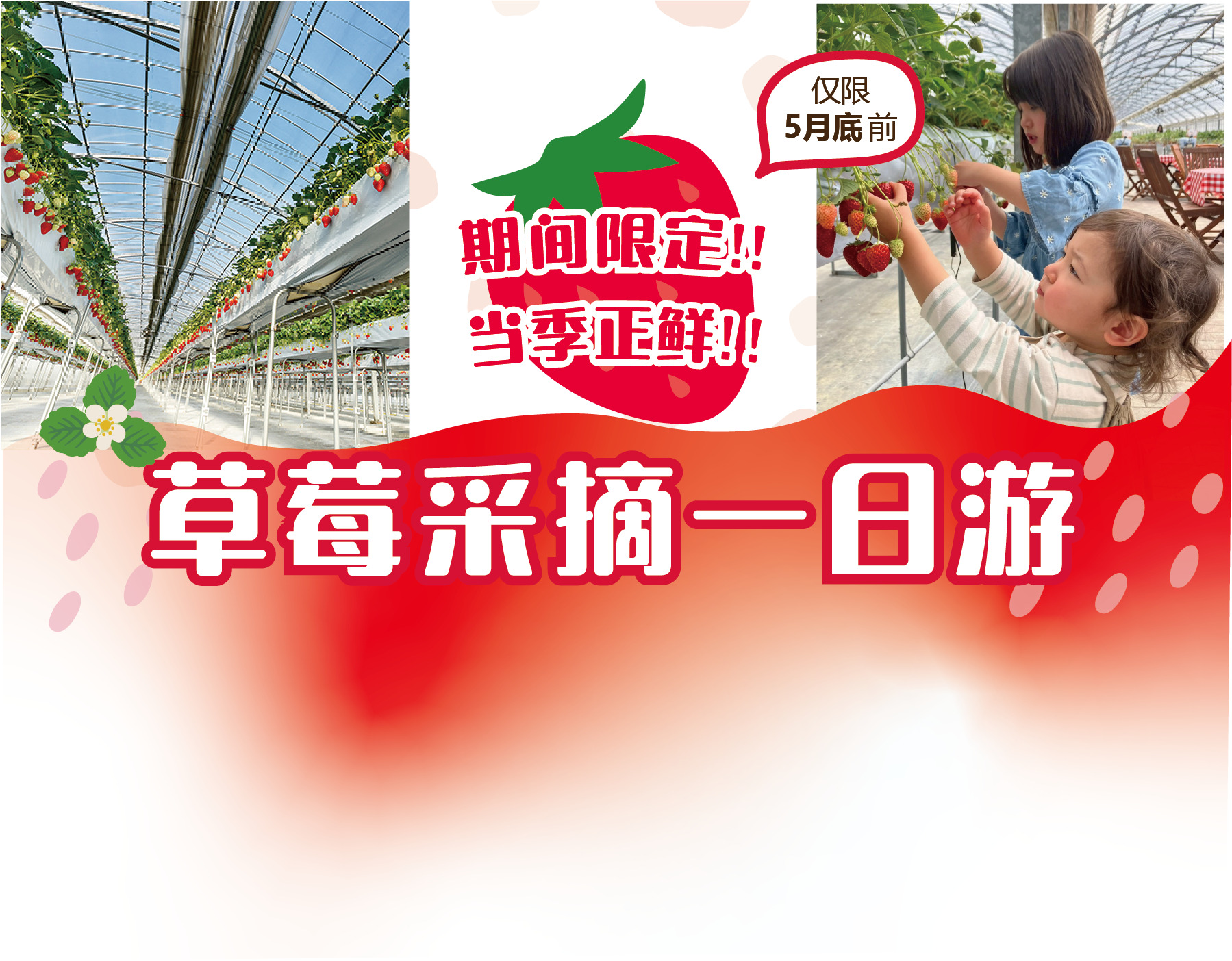 【限时开启】正值时令！草莓采摘之旅