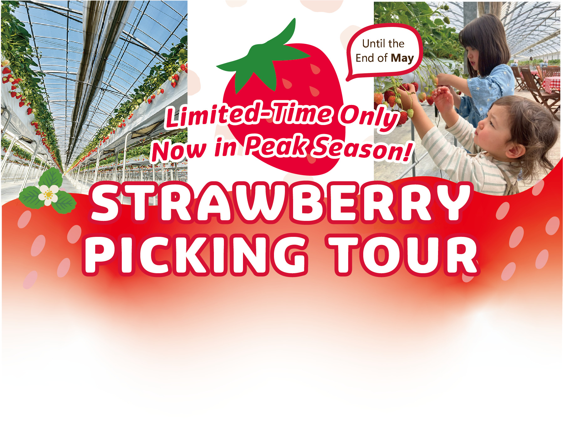 [Limited Time Only] In Season Now! Strawberry Picking Tour